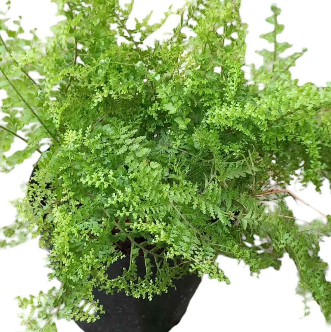Cỏ đồng tiền